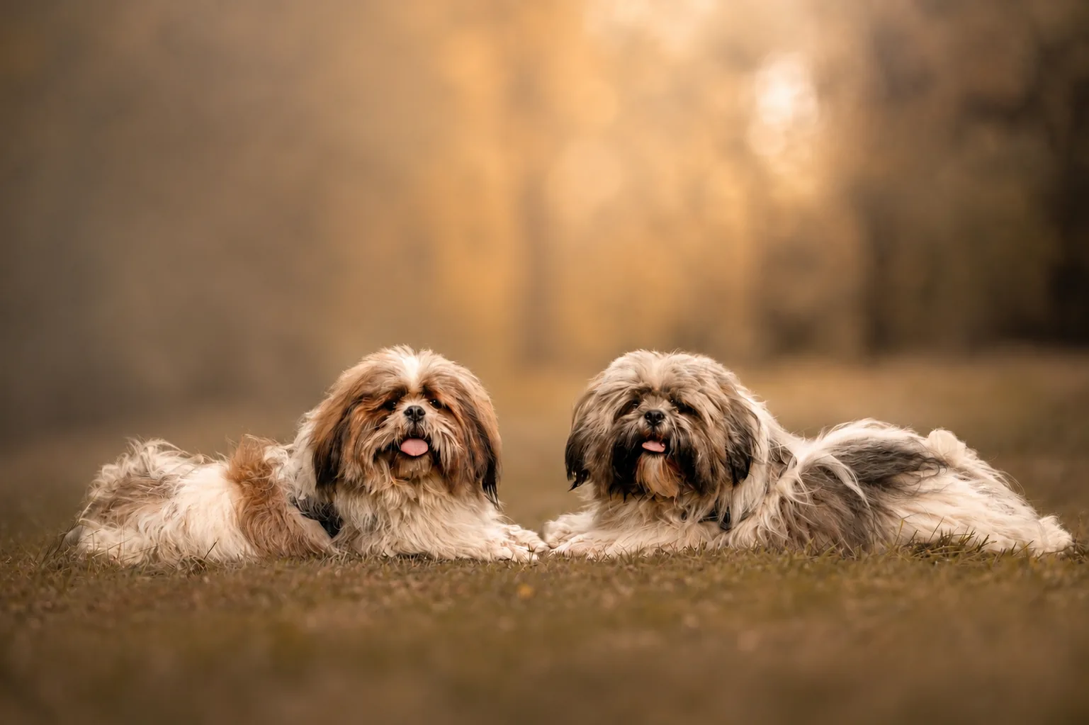 Mick, hond in beweging tijdens een spontane fotoshoot