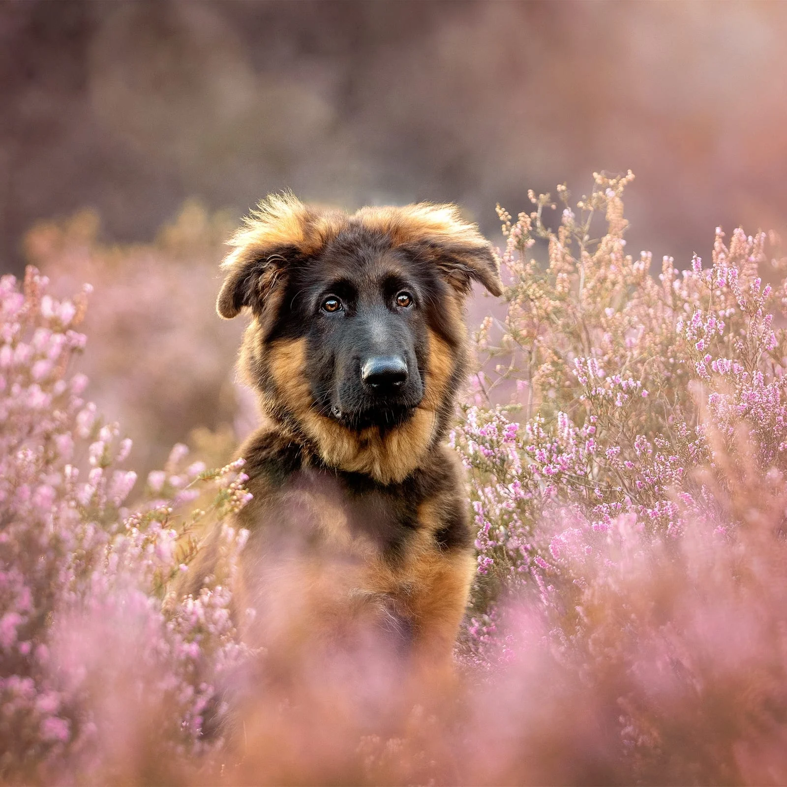 Detail van een hond met nadruk op karakter