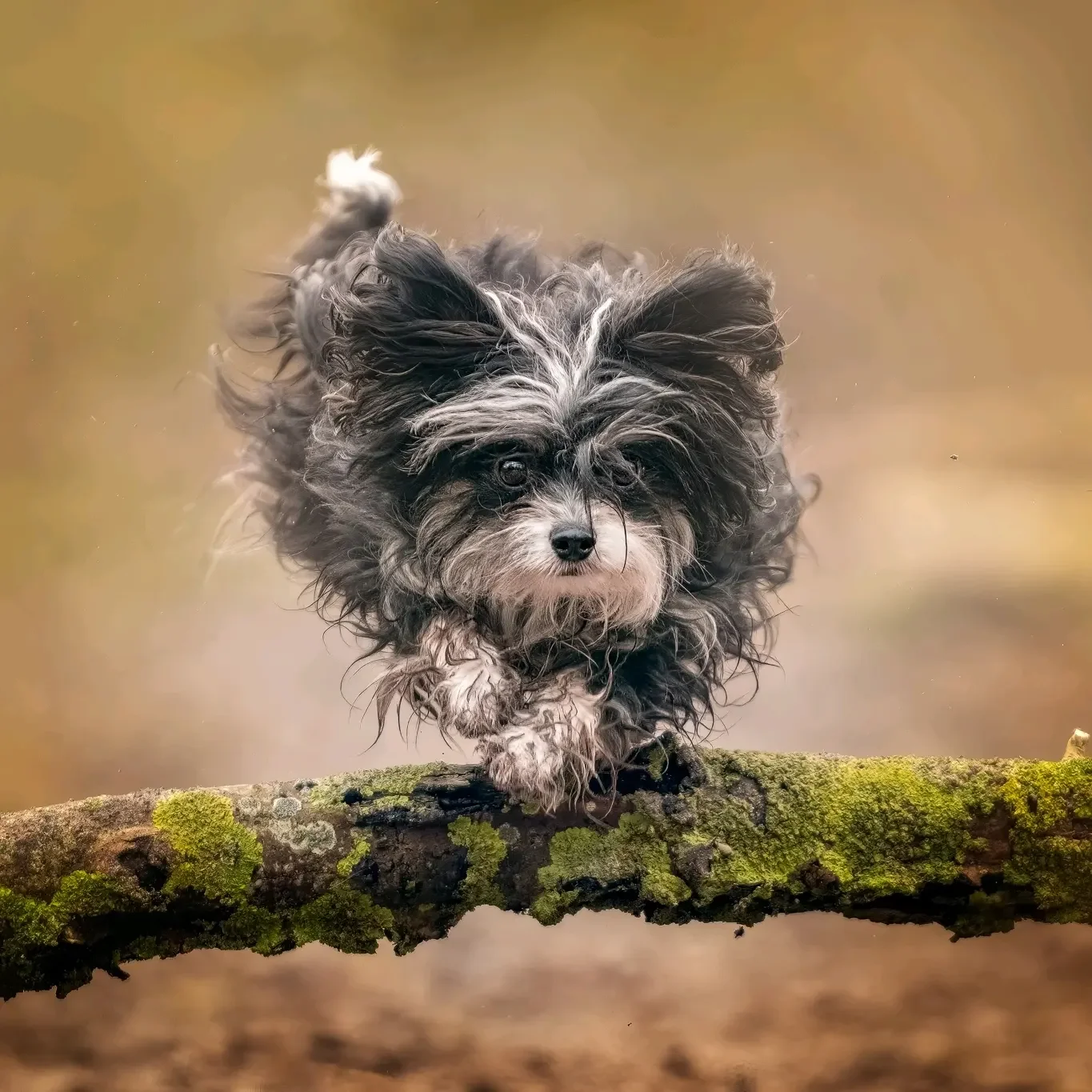 Hond gefotografeerd in natuurlijk licht