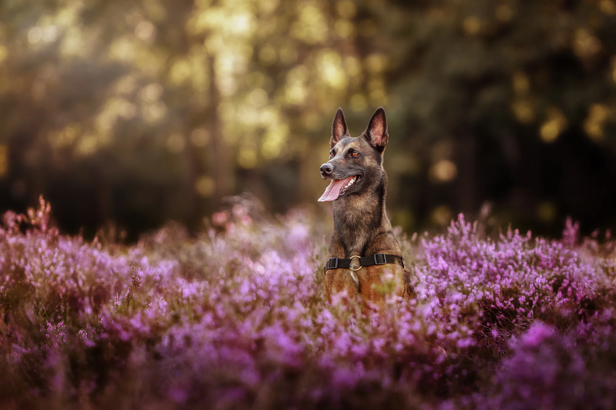 Spelende hond vastgelegd in een natuurlijk moment