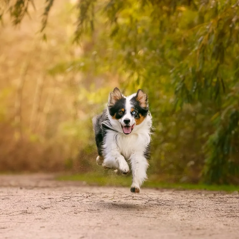 Rustige hond gefotografeerd in een serene setting