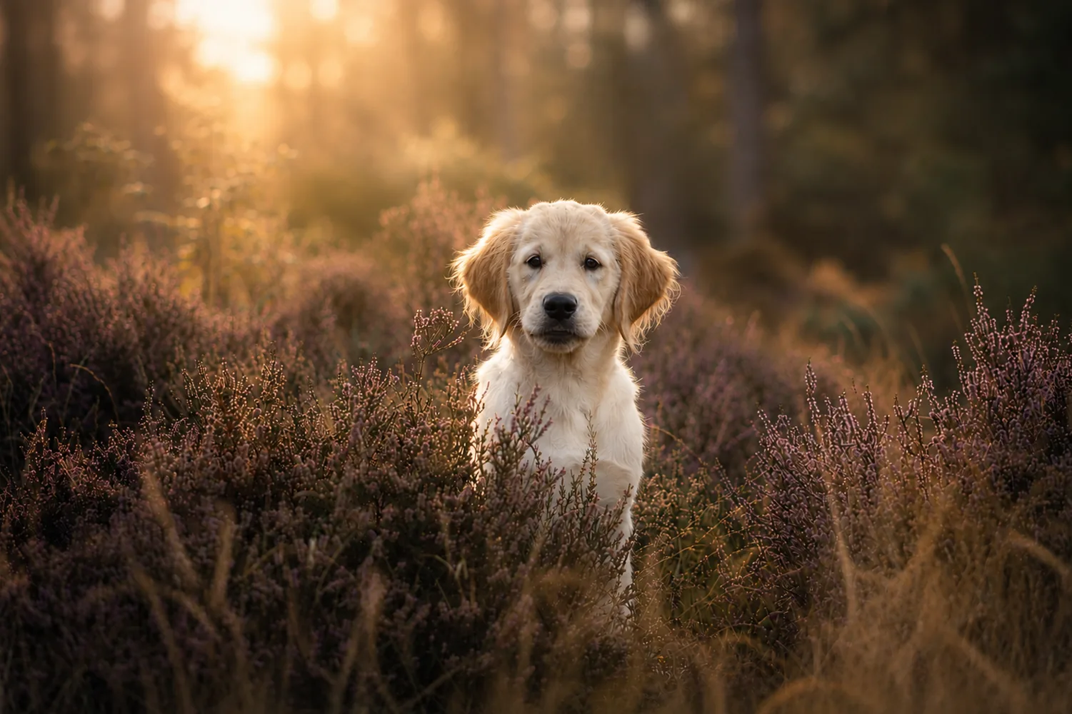 Golden Retriever tussen paarse heide