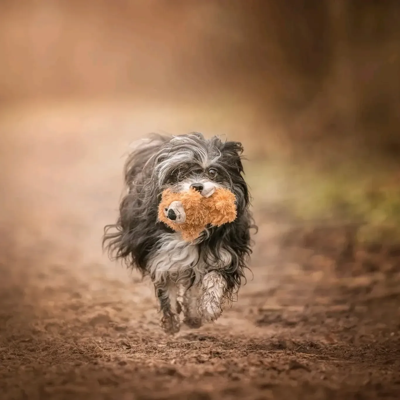 Knuffel op missie