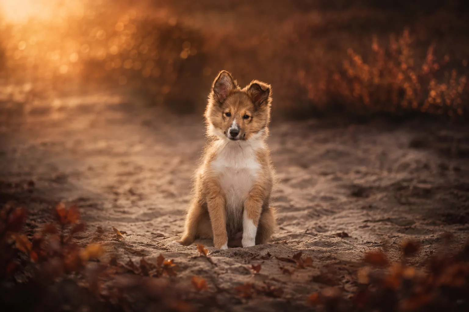 Puppy in gouden herfstlicht